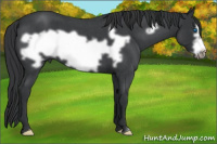 Horse Color:Blue Roan Frame 