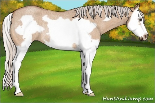 Horse Color:Silver Bay Roan Dun Splash Frame Rabicano 
