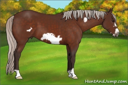 Horse Color:Silver Bay Frame 