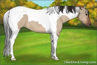 Horse Color:Bay Dun Tobiano 