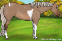 Horse Color:Silver Bay Dun Sabino Tobiano 