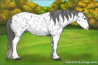 Horse Color:Blue Roan Splash Near Leopard 