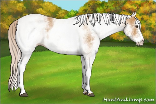 Horse Color:White Spotted Palomino 