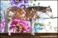 Horse Color:Bay Sabino 