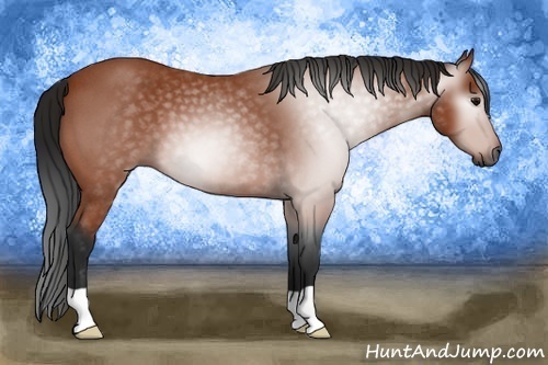 Horse Color:Gray Bay Roan 