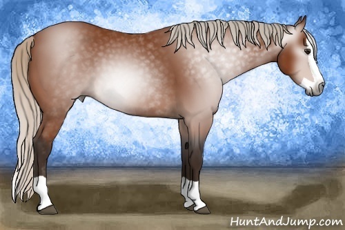 Horse Color:Gray Silver Bay Splash