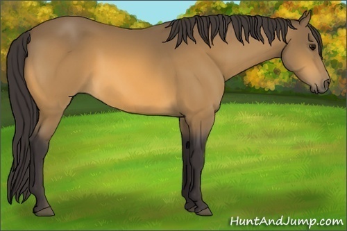 Horse Color: Buckskin 