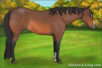 Horse Color:Bay Roan Sabino 