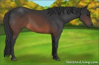Horse Color:Brown 