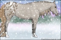 Horse Color:Smoky Grullo Sabino Blanket Rabicano 