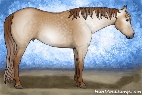 Horse Color:Gray Red Dun Roan 