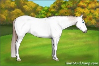 Horse Color:Gray Red Dun Splash Near Fewspot 