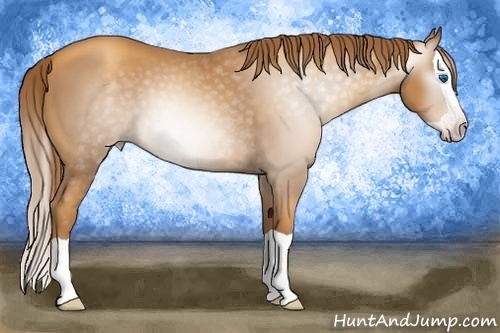 Horse Color:Gray Gold Champagne Splash