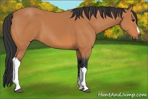 Horse Color:Unknown 