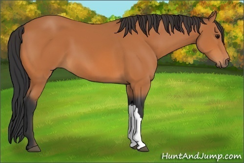 Horse Color:Unknown 