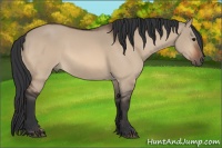 Horse Color:Bay Dun Rabicano 