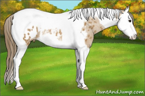 Horse Color:Buckskin Splash Tobiano Appaloosa Rabicano 