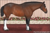 Horse Color:Bay Rabicano 