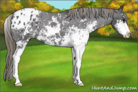 Horse Color:Smoky Black Sabino Appaloosa 