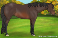 Horse Color:Brown 