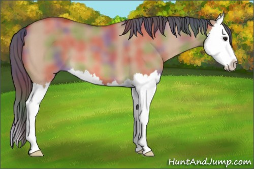 Horse Color: Nacre Bay Dun Splash 