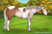 Horse Color:Gray Silver Bay Sabino Splash Tobiano 