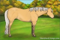 Horse Color:Silver Buckskin 