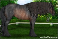 Horse Color:Brown Rabicano  Brindle