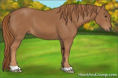 Horse Color:Unknown 