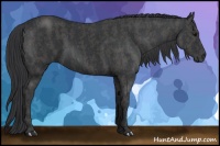 Horse Color:Black  Brindle