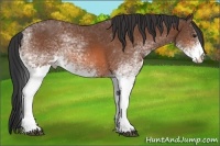 Horse Color:White Spotted Bay 