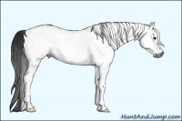 Horse Color:Gray White Spotted Bay 