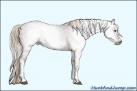 Horse Color:Gray Red Roan