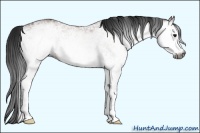 Horse Color:Gray White Spotted Bay