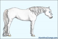 Horse Color:Gray White Spotted Silver Bay Roan Dun Splash 