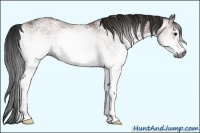 Horse Color:Gray White Spotted Bay