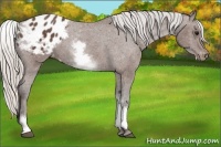 Horse Color:White Spotted Silver Black Appaloosa 