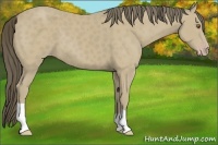 Horse Color:Classic Cream Champagne 