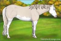 Horse Color:Smoky Creme Splash 