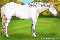 Horse Color:Gold Champagne Roan Tobiano Frame 