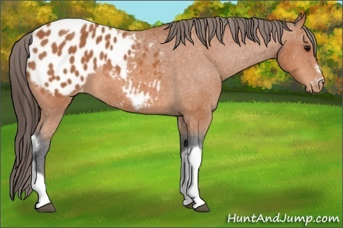 Horse Color:Bay Tobiano Frame Appaloosa 