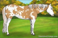 Horse Color:White Spotted Palomino Splash