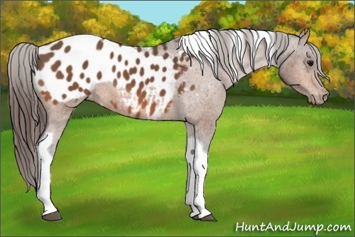 Horse Color:Bay Tobiano Near Leopard 
