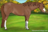 Horse Color:Chestnut 