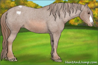 Horse Color:Liver Chestnut Appaloosa 