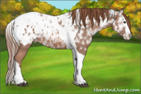 Horse Color:Liver Chestnut Ice Splash Tobiano Appaloosa 