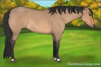 Horse Color:Bay Roan Dun