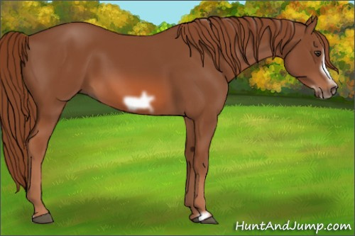 Horse Color: Liver Chestnut Frame 