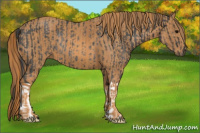 Horse Color:Brown Rabicano  Brindle
