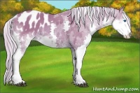 Horse Color:Watercolor Chocolate Palomino Sabino Splash Blanket Rabicano